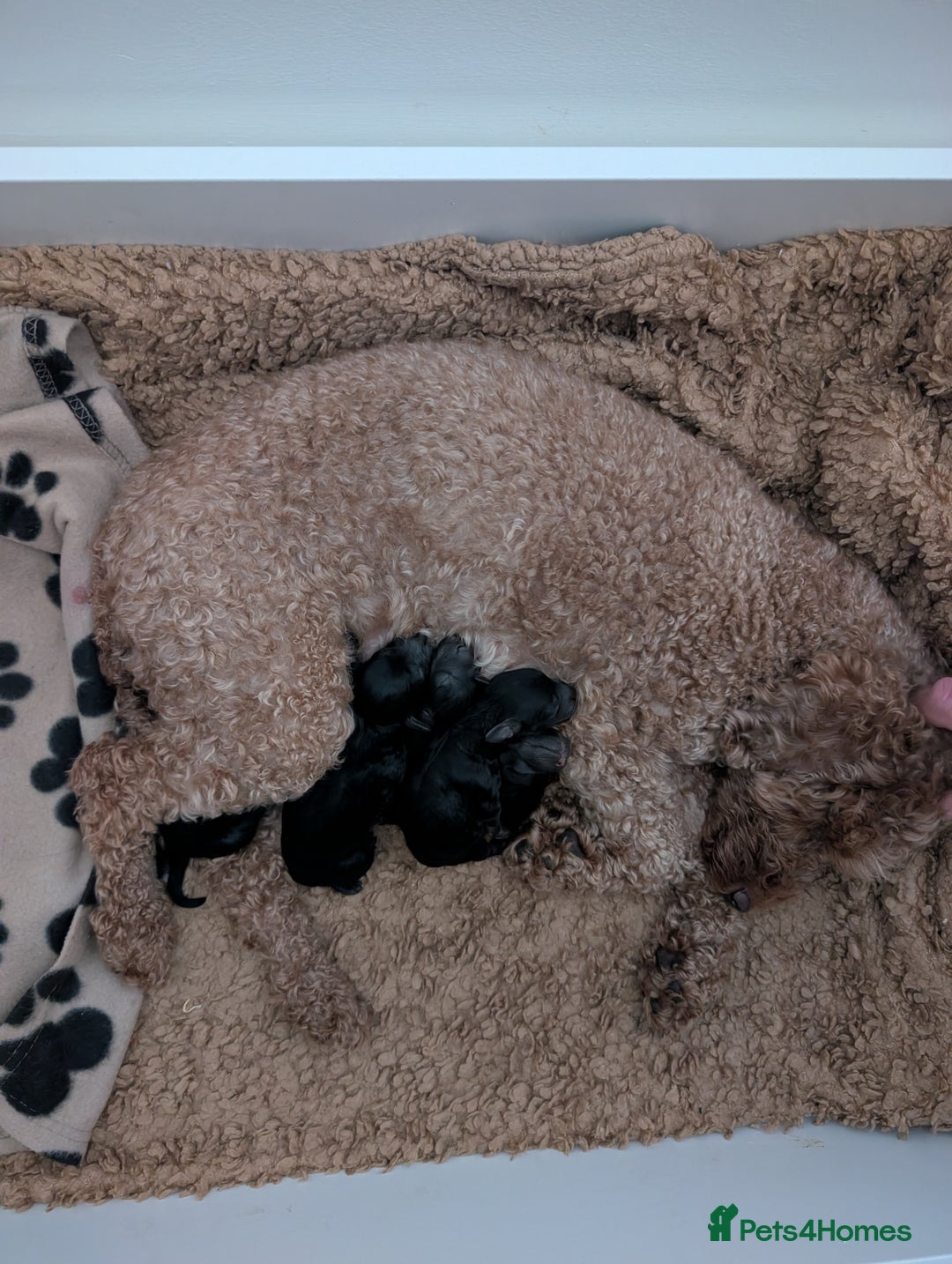 Maltipoo dogs for sale: 5 puppies  - Image 9