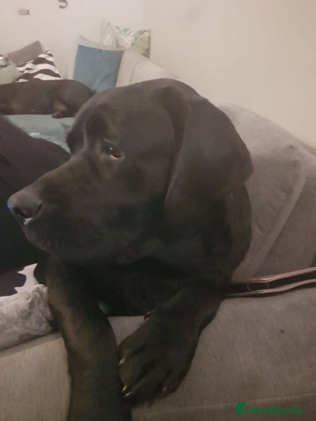 Labrador Retriever dogs for stud: Proven Fully DNA Tested for Stud in Harlow - Image 13
