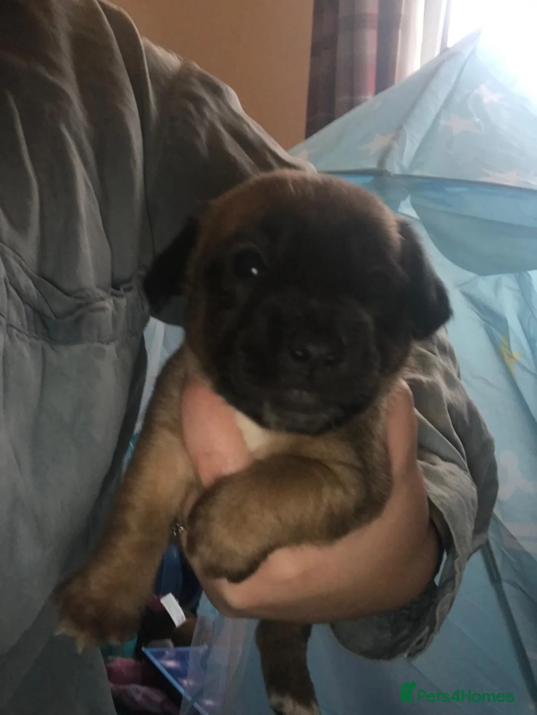 Jack Russell dogs for sale: Jack Russell puppies - Advert 6