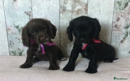 Cocker Spaniel dogs for sale: Well socialised Pedigree Cocker pups - Image 16