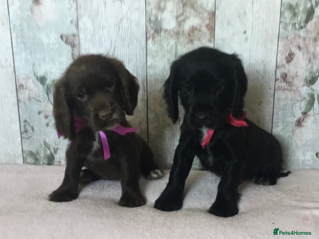 Cocker Spaniel dogs for sale: Well socialised Pedigree Cocker pups - Image 16