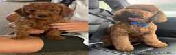 Cockapoo dogs for sale: Beautiful F2 cockapoo  - Advert 11