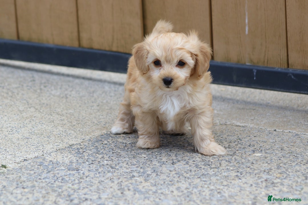 Cavapoochon dogs for sale: Beautiful Cavapoochon boy for sale - Image 11
