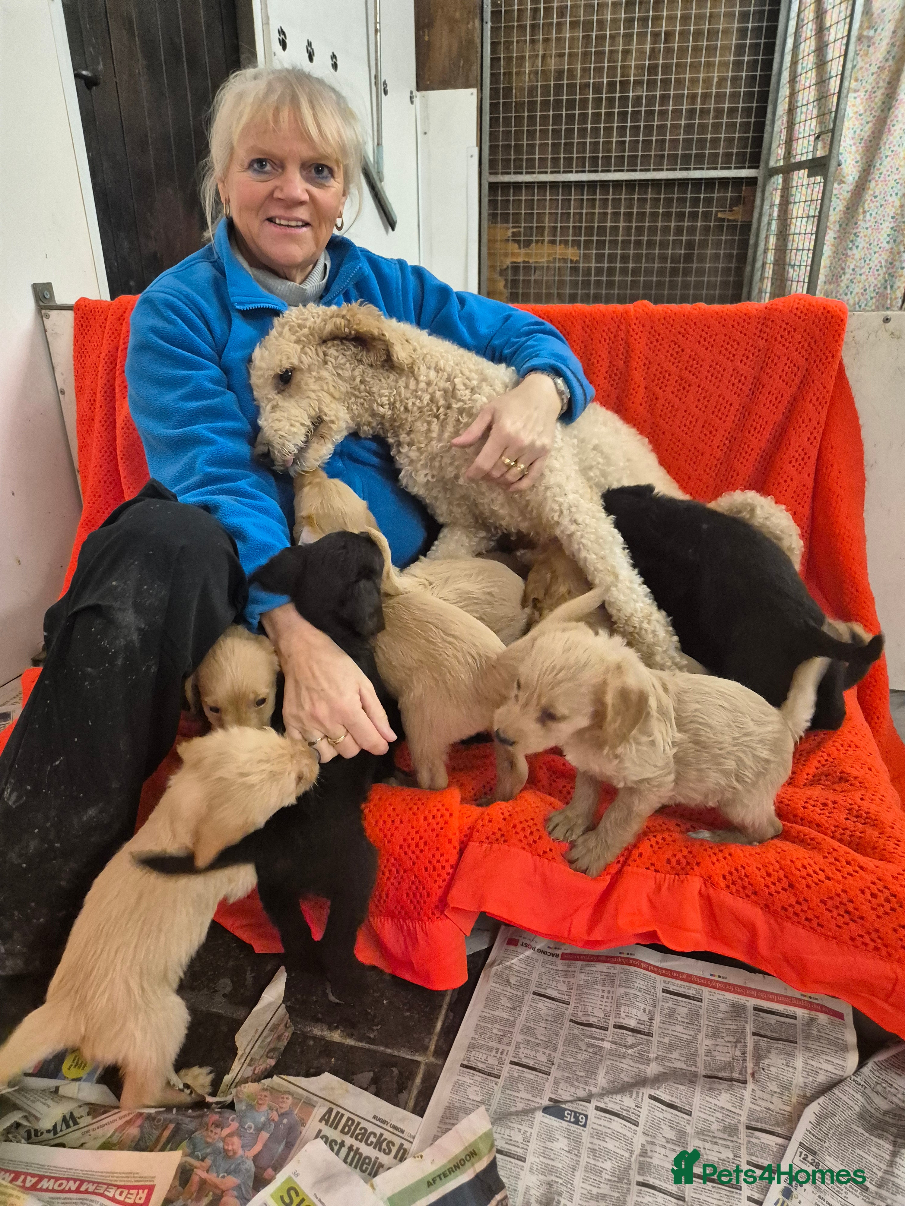 Labradoodle dogs Labradoodles for sale - Advert 2