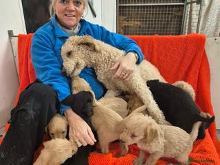 Labradoodle dogs Labradoodles for sale - Advert 13