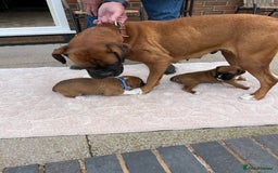Boxer dogs for sale: KC registered boxer puppies  - Image 4