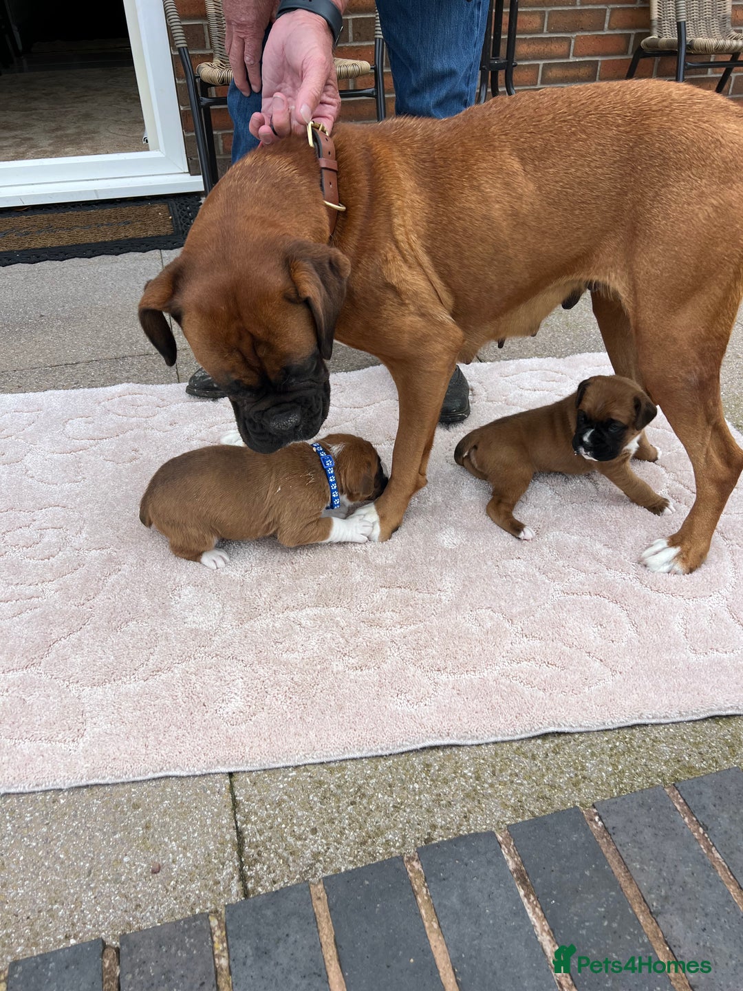 Boxer dogs for sale: KC registered boxer puppies  - Image 4