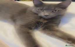 Siberian cats for sale: 2 Beautiful Friendly Cats Looking for Loving Home - Image 2