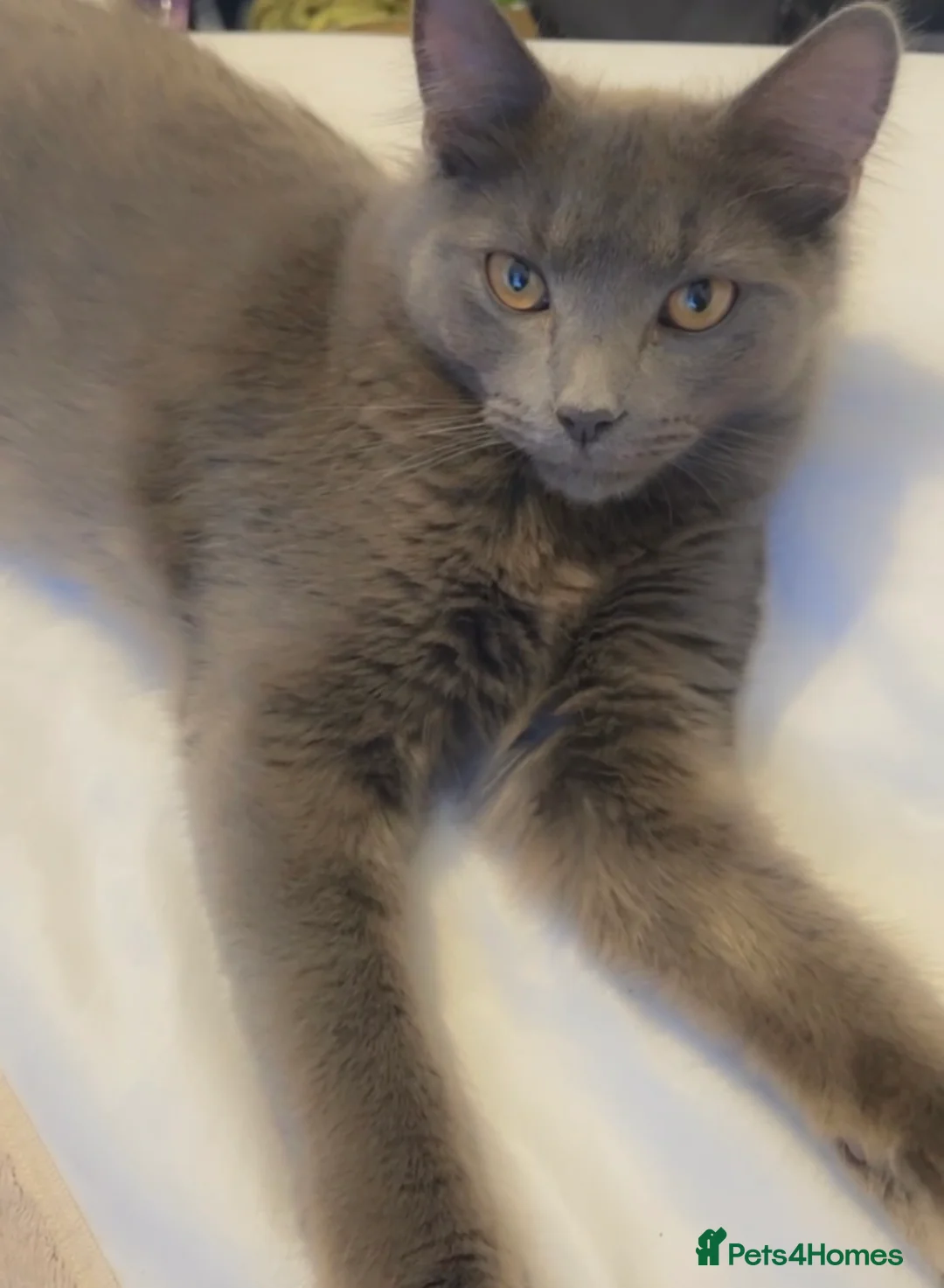 Siberian cats for sale: 2 Beautiful Friendly Cats Looking for Loving Home - Advert 2