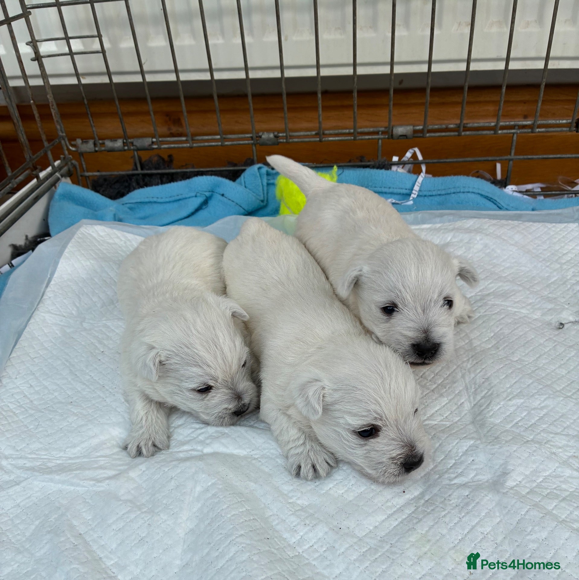 West Highland Terrier dogs West Highland Terriers  - Advert 1