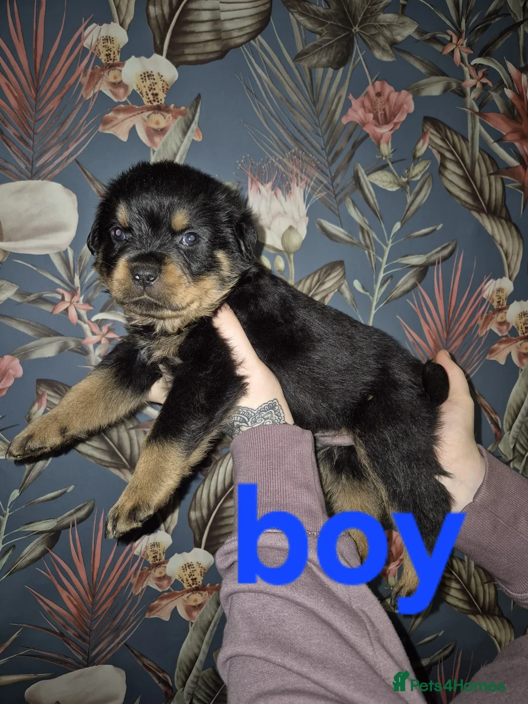 Rottweiler dogs for sale: 1 Left male Exceptional KC Registered Rottweiler  - Advert 27