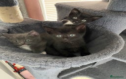 Mixed Breed cats for sale: British blue/Russian blue cross - Image 9