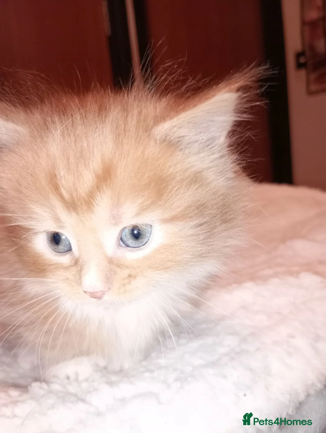 Maine Coon cats for sale: Maine coon  xxx - Advert 2