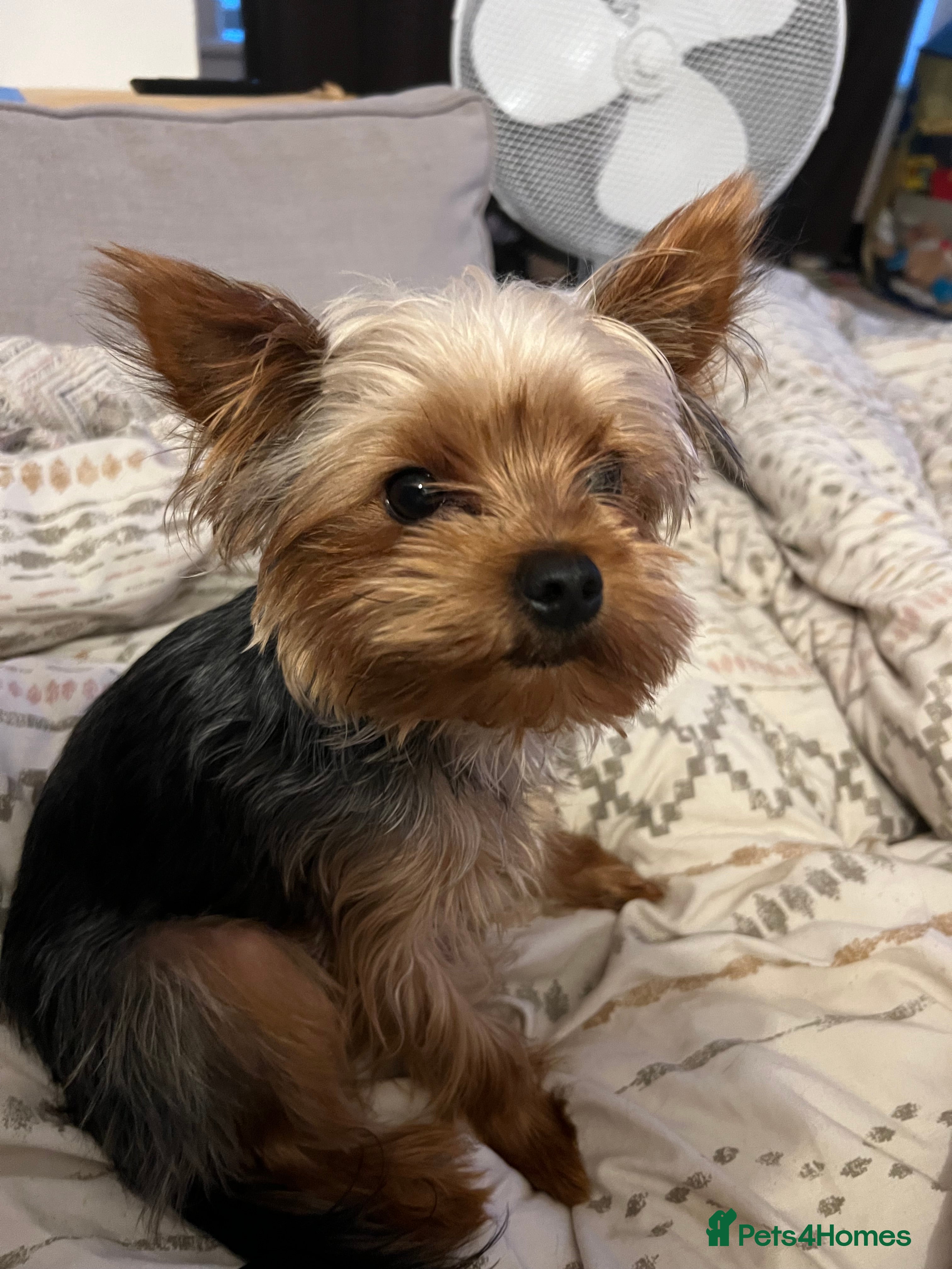 Yorkshire Terrier dogs Minitature Yorkshire Terrier Stud in Bridgend - Advert 4