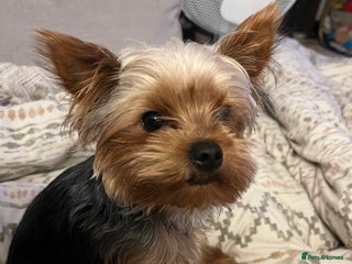 Yorkshire Terrier dogs in Bridgend - Advert 1