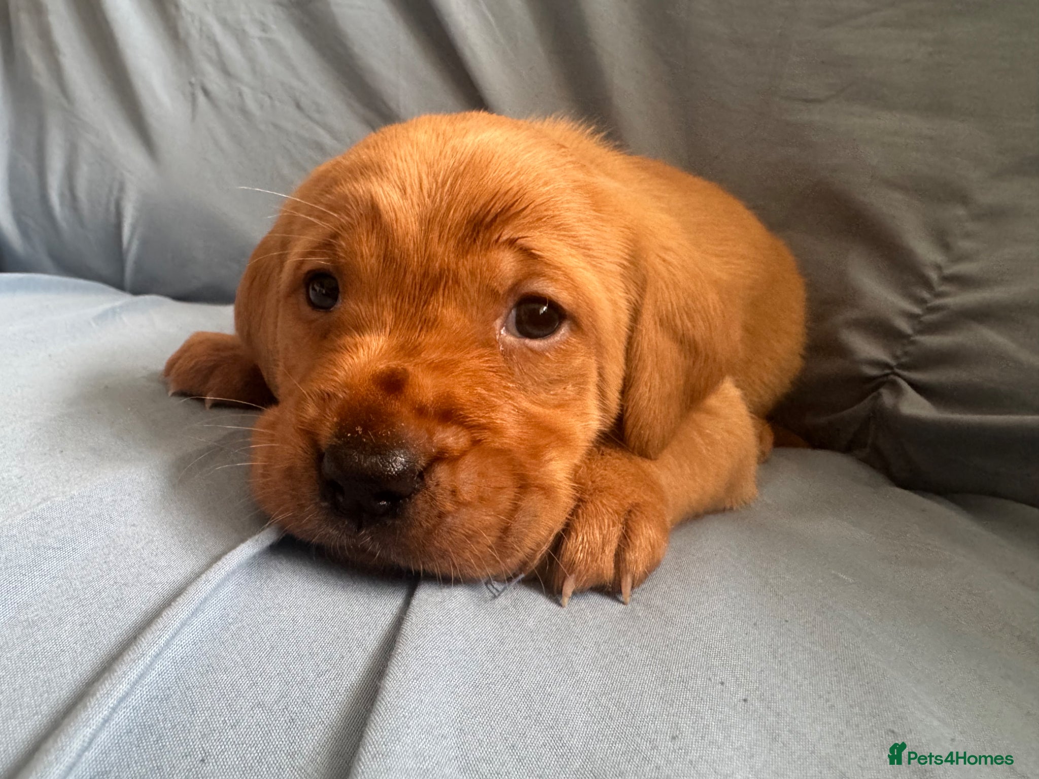 Goldador dogs READY! Fox Red Golden Retriever X Labrador pups 🧡 - Advert 2