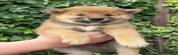 Japanese Shiba Inu dogs for sale: Health tested champion bloodline small size Shiba  - Advert 11