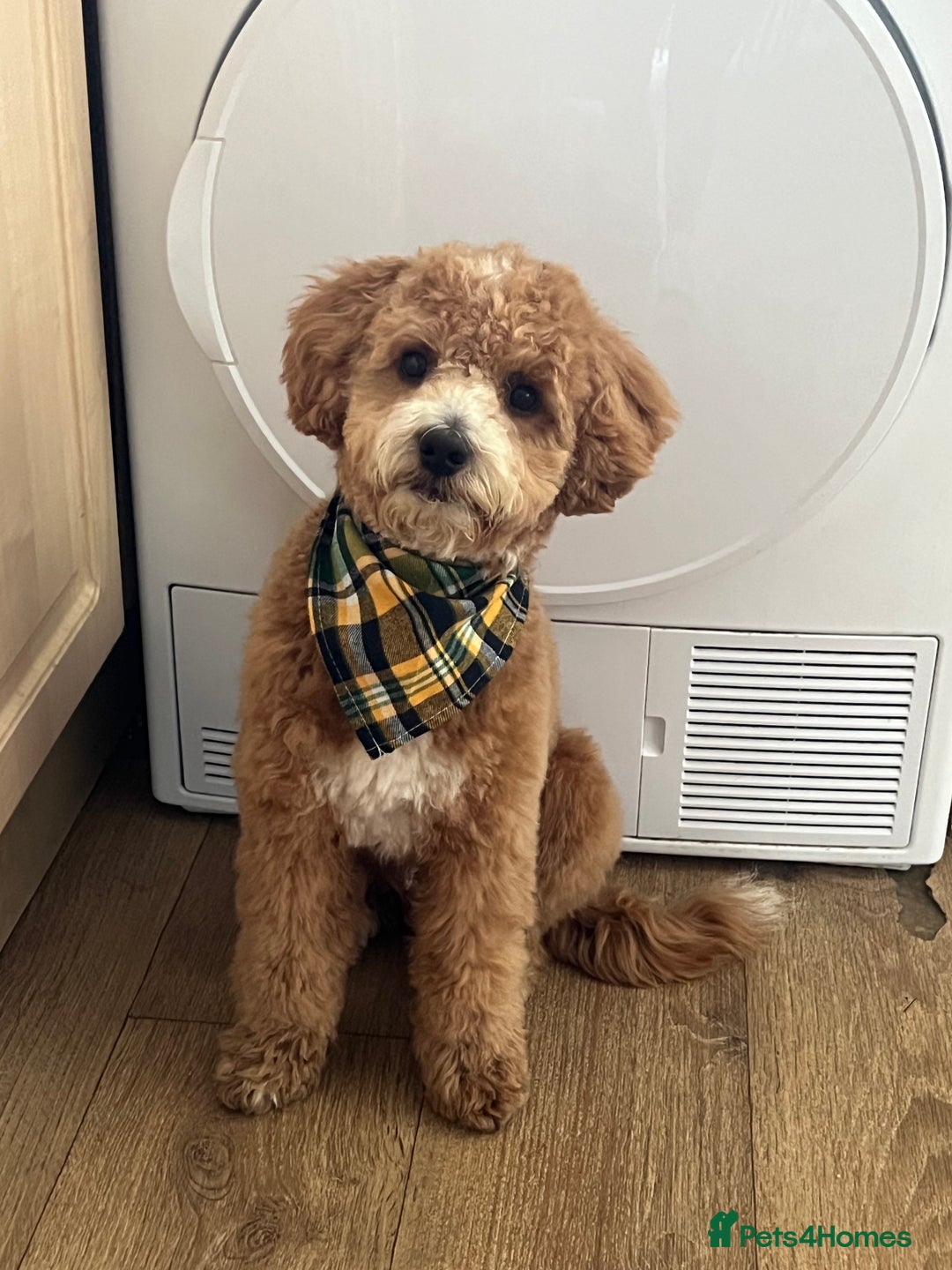 Cockapoo dogs for stud: Bruno  - Image 11