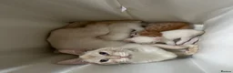 Mixed Breed cats for sale: Mixed litter of playful kittens. - Advert 3