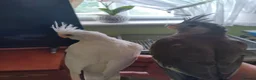 Cockatiels birds for sale: For sale  - Advert 4
