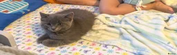 Ragdoll cats for sale: Ragdoll kitten  in Birmingham - Advert 2