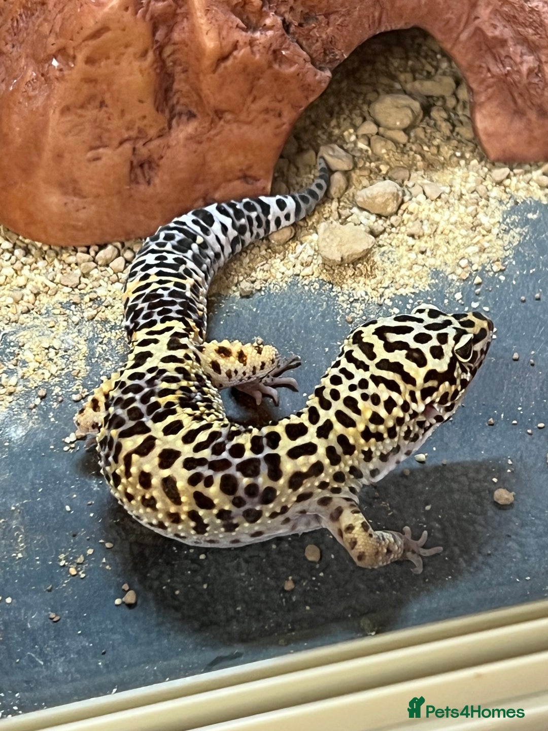 Leopard Gecko reptiles for sale: Leopard Gecko + FULL SETUP - Advert 1