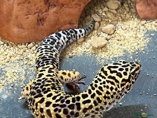 Leopard Gecko reptiles Leopard Gecko + FULL SETUP - Advert 1