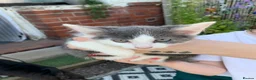 Mixed Breed cats for sale: Two prettyfemale kittens ready now - Advert 23