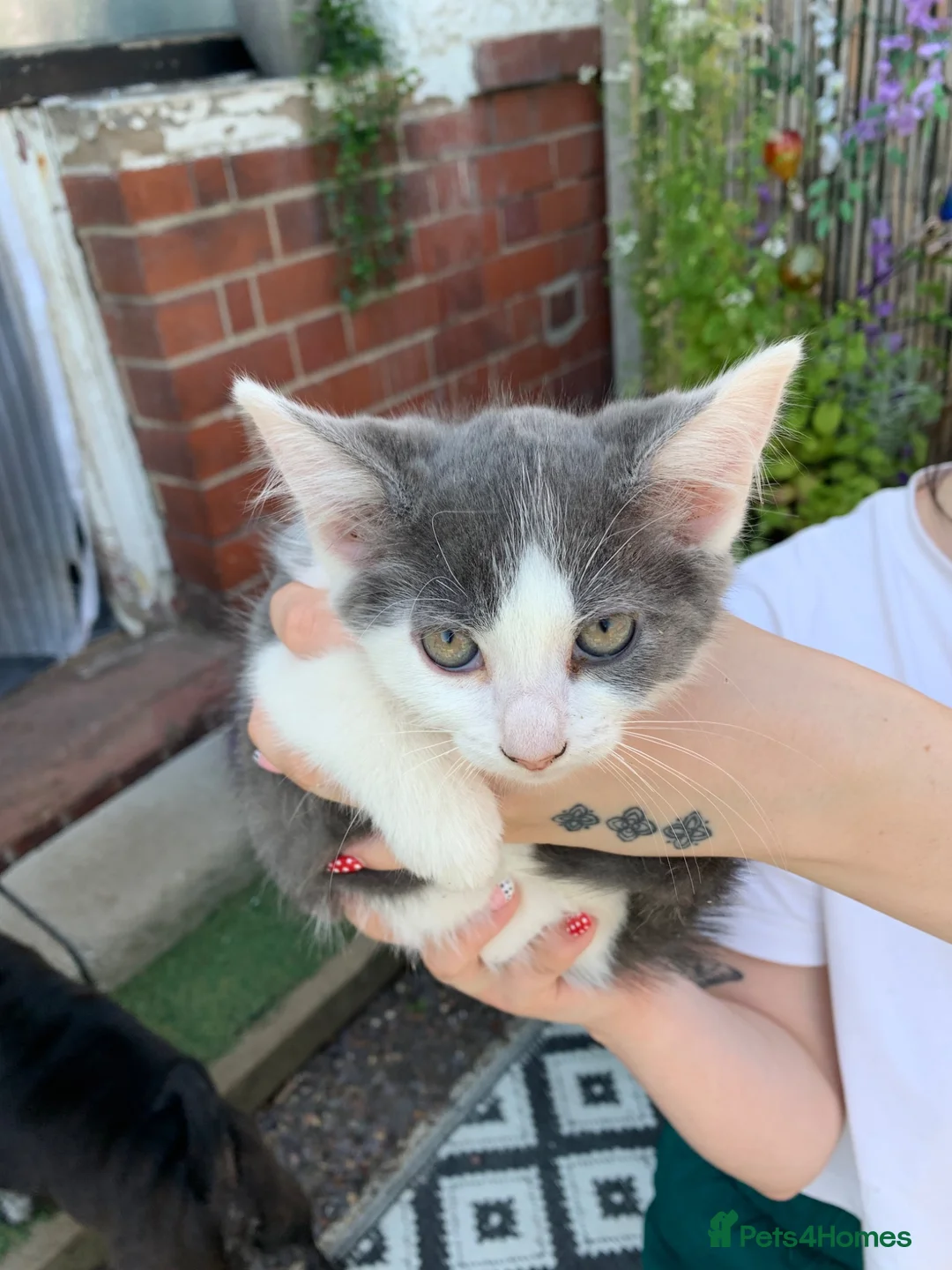 Mixed Breed cats for sale: Two prettyfemale kittens ready now - Advert 23