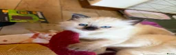 Ragdoll cats for sale: Flame and Seal point kittens  - Advert 6