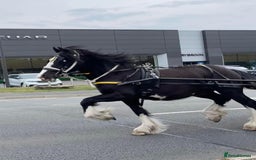 Irish Cob horses for sale: Storm 4year old ride/drive gelding  - Image 8