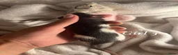 Rat rodents for sale: Baby rats  - Advert 6