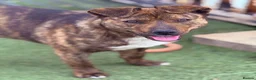 Mixed Breed dogs for adoption: Cute Gina looking for a home - Advert 9