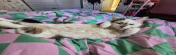 Domestic Shorthair cats for sale: Bonded brother & sister looking for a loving home - Advert 14
