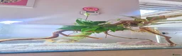 Fancy Goldfish fish for sale: Fancy Goldfish in Plymouth - Advert 3