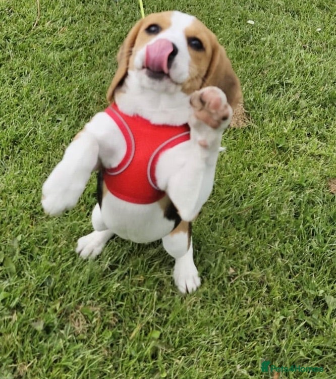 Beagle dogs Our baby girl Ruby - Advert 1