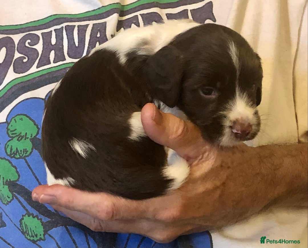 English Springer Spaniel dogs for sale: 5th Gen Springers: Purebred, 7th litter, 36 total - Image 29
