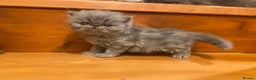 Persian cats for sale: Stunning pedigree Persian kittens - Advert 15