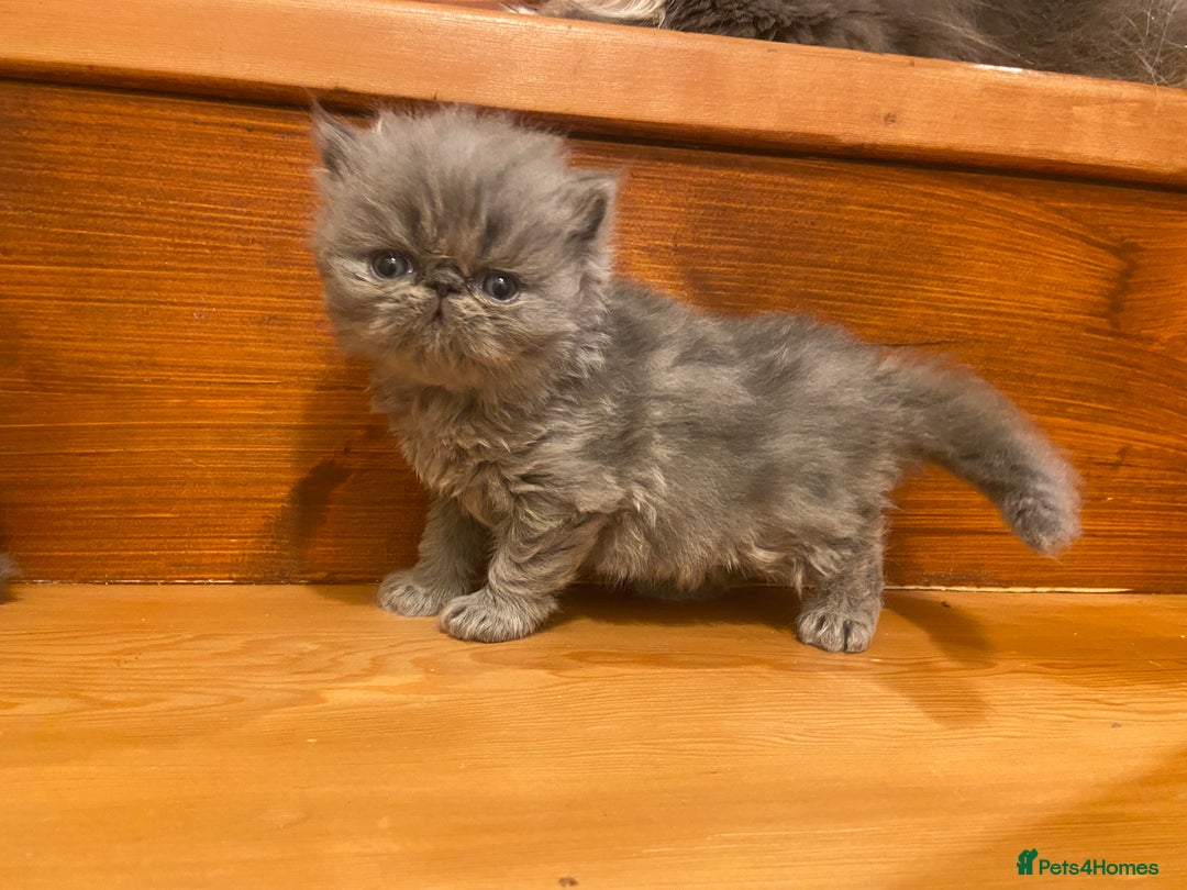 Persian cats for sale: Stunning pedigree Persian kittens - Advert 15