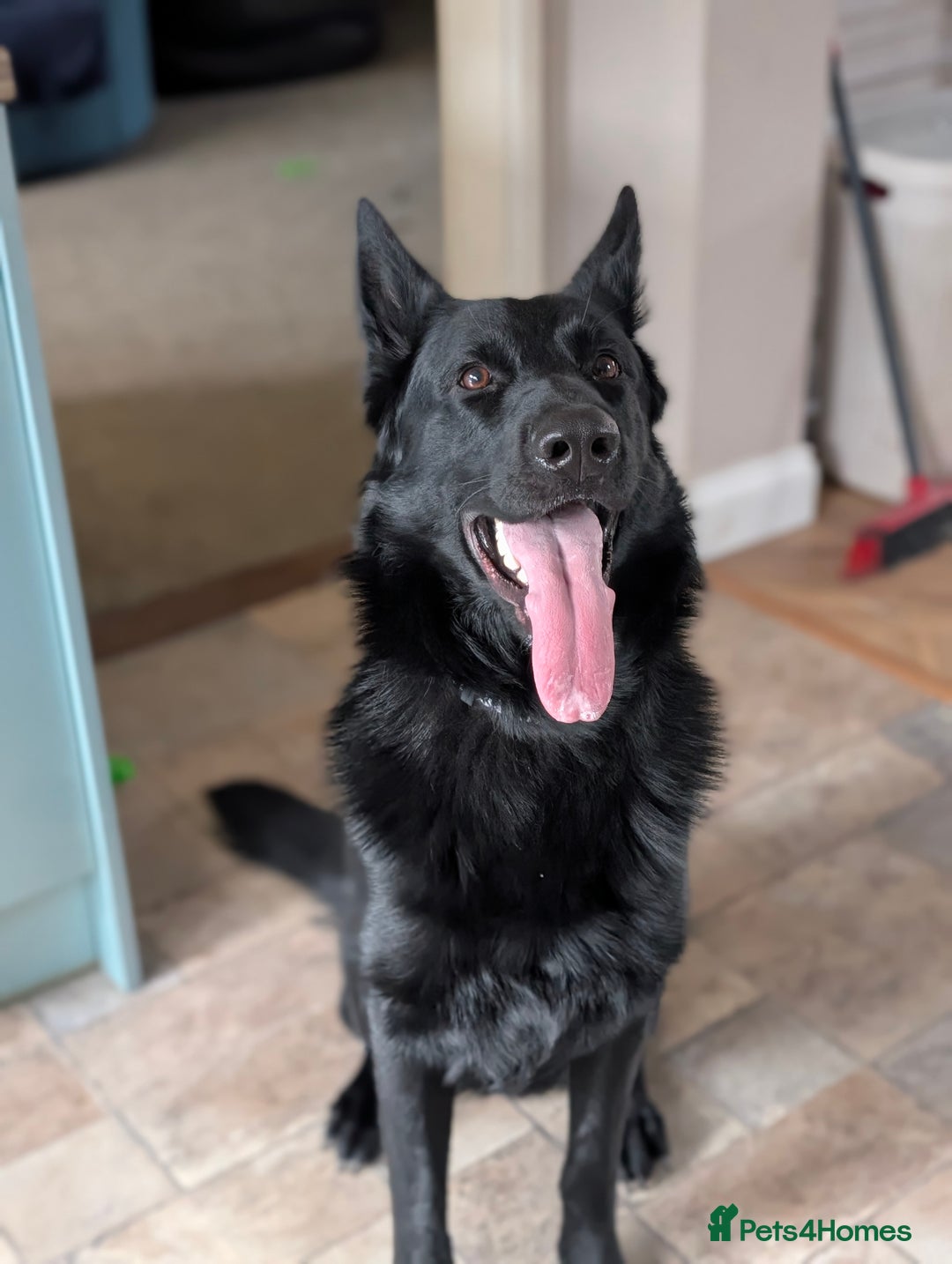 German Shepherd dogs for stud: German Shepherd Stud - Available for AI/Natural in Halesowen - Image 10