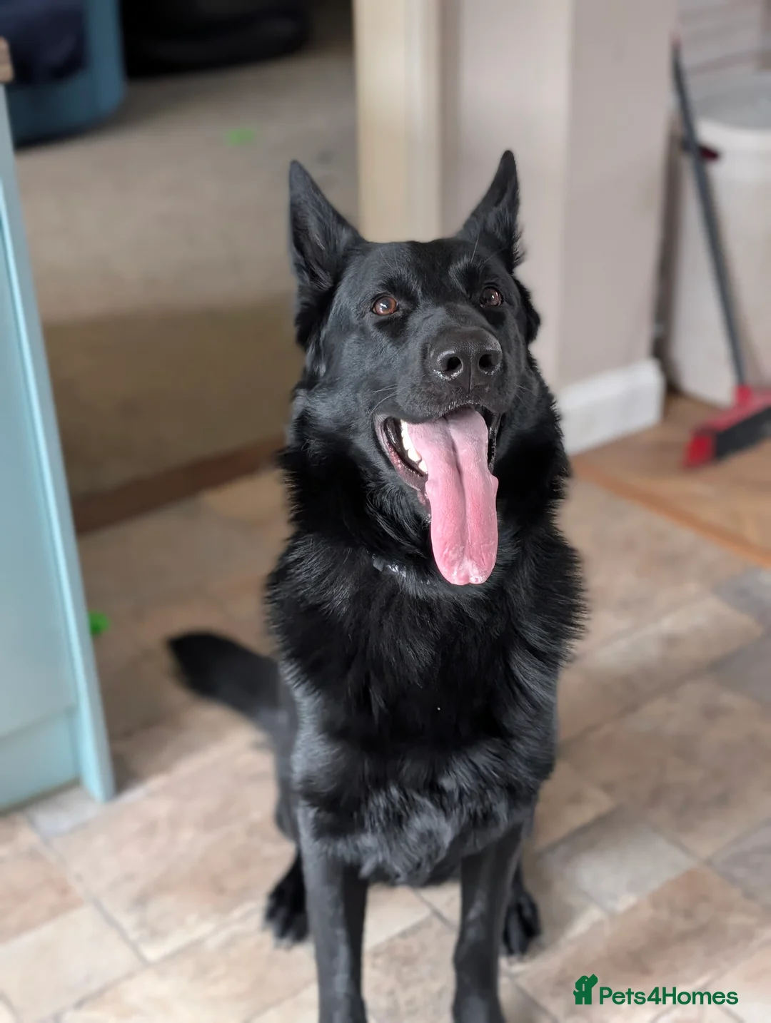 German Shepherd dogs for stud: Black German Shepherd Stud KC  in Halesowen - Advert 9