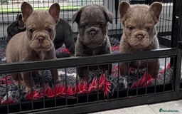 French Bulldog dogs for sale: Exclusive French bulldog puppies  - Image 12
