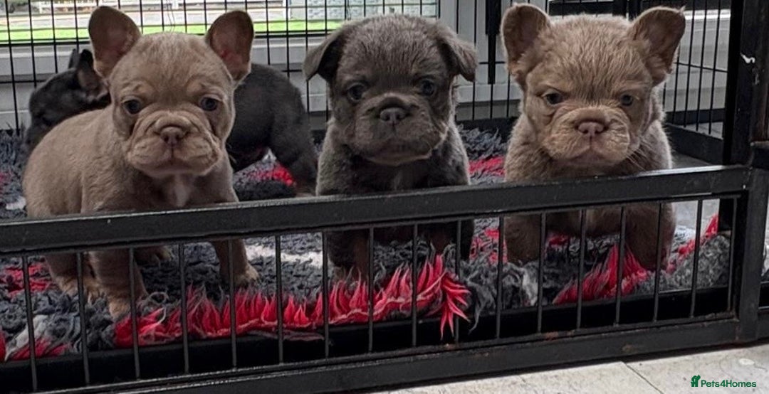 French Bulldog dogs for sale: Exclusive French bulldog puppies  - Image 12