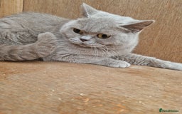 British Shorthair cats for sale: Female Lilac Shorthair - Image 1