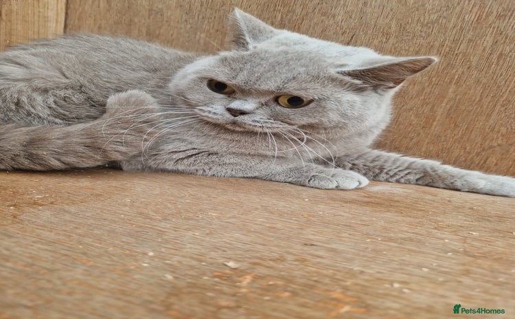 British Shorthair cats - Advert 2