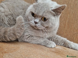 British Shorthair cats - Advert 18