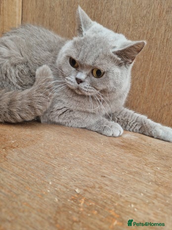 British Shorthair cats - Advert 17