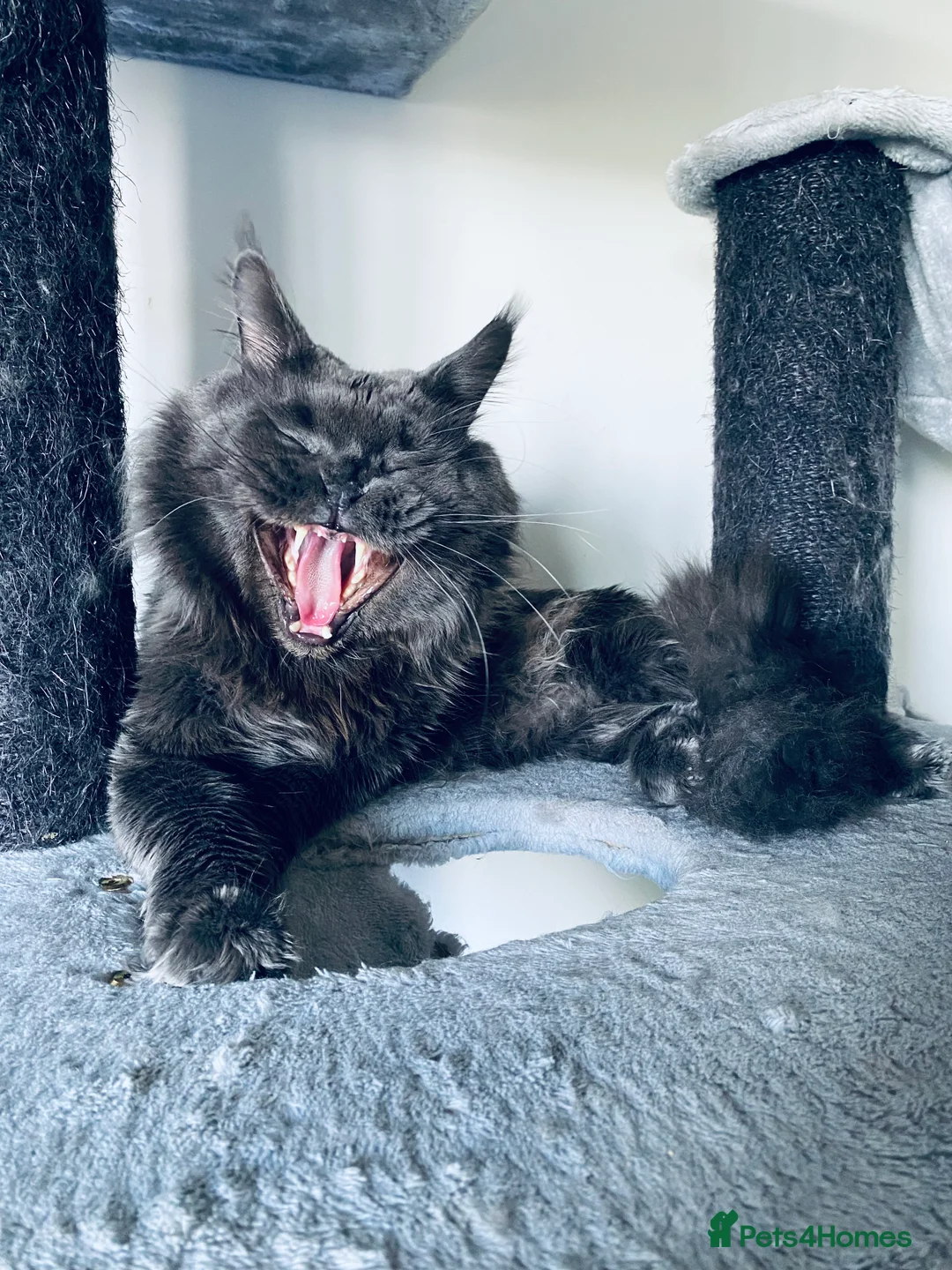 Maine Coon cats for stud: SOLID*BLUE*MAINE*COON*Russian*🇷🇺*Line*for STUD. in London - Advert 16