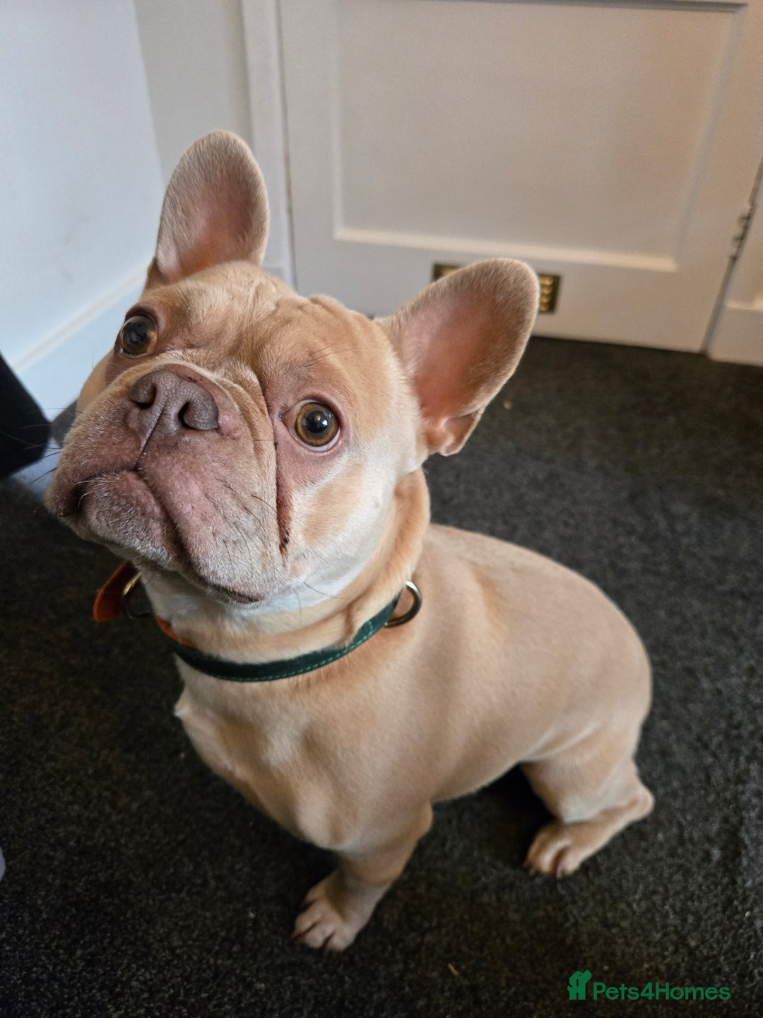French Bulldog dogs for stud: Pedigree French Bulldog.  - Advert 3