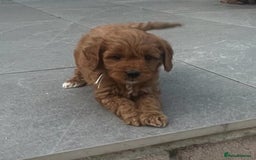 Cavapoo dogs for sale: Stunning Deep red health tested f1 cavapoos  - Image 21
